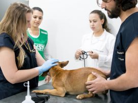 cães moradores de rua