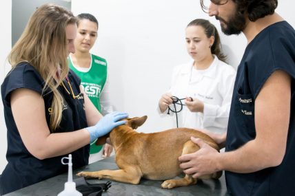 cães moradores de rua